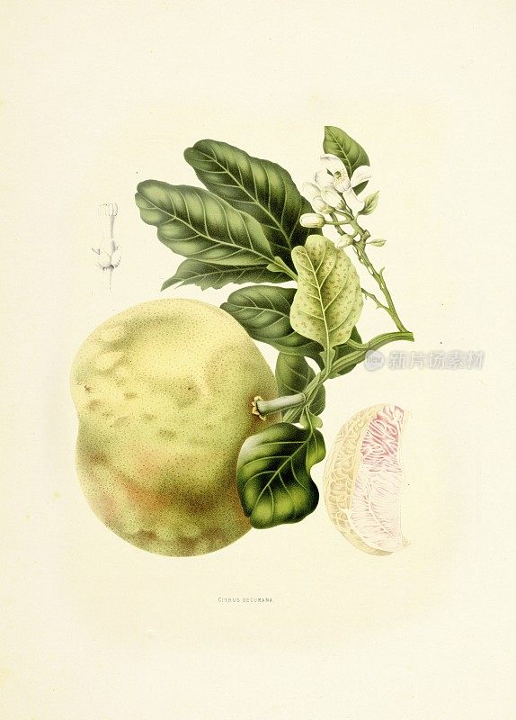柚子|古董植物插图